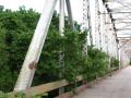 Photograph: [Tree Branches on Bridge]