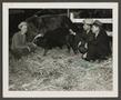 Photograph: [Wendell Tarver and Men in Cow Pen]