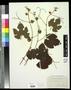 Specimen: [Herbarium Sheet: Vitis ofaldingii #255]