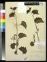 Specimen: [Herbarium Sheet: Vitis rupestris Scheele, #144]