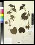 Specimen: [Herbarium Sheet: Vitis rupestris Scheele, #145]