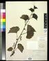 Specimen: [Herbarium Sheet: Vitis rupestris Scheele #147]