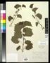 Thumbnail image of item number 1 in: '[Herbarium Sheet: Vitis rupestris Scheele #151]'.