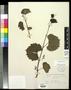 Specimen: [Herbarium Sheet: Vitis rupestris Scheele #157]