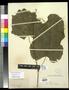 Thumbnail image of item number 1 in: '[Herbarium Sheet: Vitis arizonica Engelm #177]'.