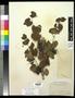 Specimen: [Herbarium Sheet: Vitis arizonica Engelm #191]
