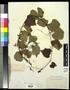 Specimen: [Herbarium Sheet: Vine with Leaves and Dried Berries #195]