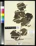 Specimen: [Herbarium Sheet: Vitis californica Bentham #207]