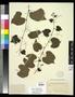 Specimen: [Herbarium Sheet: Vitis cinera #216]