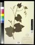 Specimen: [Herbarium Sheet: Vitis #218]