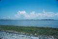Photograph: [Wild Plants and Flowers in Matagorda Bay]