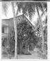 Photograph: Bungalow and Palm Trees