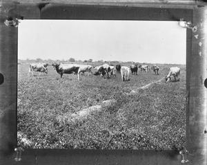 Primary view of object titled '[Cattle in field]'.
