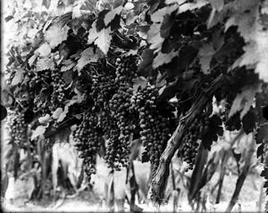 Primary view of object titled '[Grapes]'.