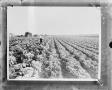 Photograph: [Cabbage field]
