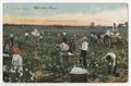 Postcard: "Picking Cotton", Marshall, Texas