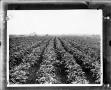 Thumbnail image of item number 1 in: '[Young cotton field]'.
