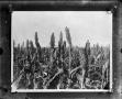 Photograph: Broom corn crop