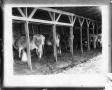 Thumbnail image of item number 1 in: '[Cattle in milking shed]'.