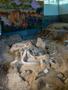 Photograph: [Mammoth Fossil Excavation Display]