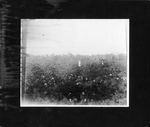 Primary view of object titled 'A. L. Scott Farm'.