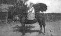 Thumbnail image of item number 1 in: '[A Girl on a Horse]'.