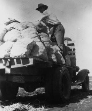 Primary view of object titled '[Man on Truck (onion harvest)]'.