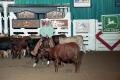Photograph: Cutting Horse Competition: Image 1997_D-101_32