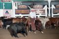 Photograph: Cutting Horse Competition: Image 1997_D-102_04