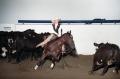 Photograph: Cutting Horse Competition: Image 1997_D-6_35