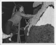 Photograph: [Student constructing North Texas Homecoming float, 1964]