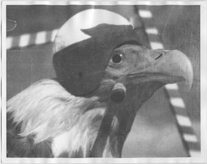 Primary view of object titled '[North Texas Mascot, 1942]'.