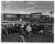 Thumbnail image of item number 1 in: 'Edwards Cattle'.
