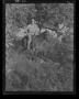 Photograph: [Negative of a Soldier Emerging Form Trees on Horseback, #2]