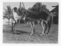 Photograph: [Boy Stands With Horse and Calf]