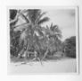 Photograph: [Buildings on the Beach of the Isle of Pines]