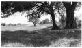 Photograph: [Photograph of Trees Next to a Road]