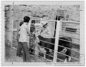 Primary view of object titled '[Clay County Livestock Show]'.