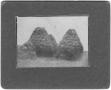 Primary view of [Haystacks]