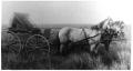 Photograph: [Team of Horses: Yellow Cat and Dodge]