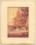 Thumbnail image of item number 1 in: 'Photograph of the Grounds of the U.S. Capitol'.