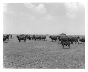 Primary view of object titled '[Gus Wortham's cattle in field at Nine Bar Ranch]'.