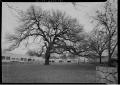 Primary view of [Photograph of Treaty Oak in Winter]