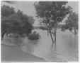 Photograph: Trees on a Flooded Riverbank