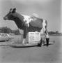 Photograph: Fiberglass Cow Naming Contest