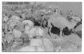 Photograph: Ringling Brother's Camels and Horses
