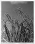 Photograph: [Grains of Rice]
