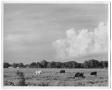 Photograph: [Cattle Grazing in a Field]