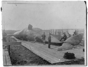Primary view of [Men Standing Around Whale]