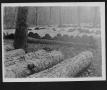 Thumbnail image of item number 1 in: '[Cut Timber on the Right of Way]'.